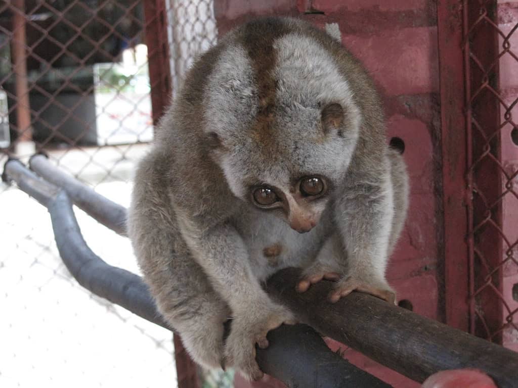 Slow loris