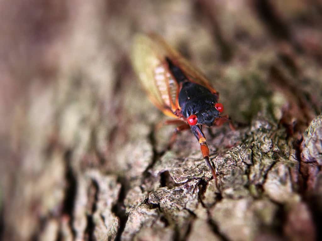 cicada
