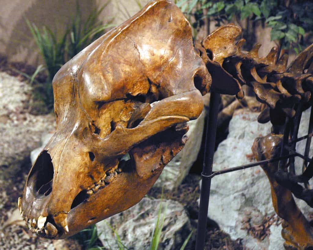 cave bear skull