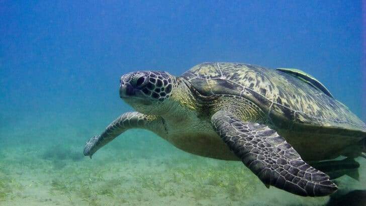 Where to Swim With Dolphins, Manatees, and Turtles This Summer
