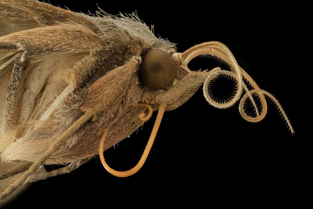 Vampire moth.