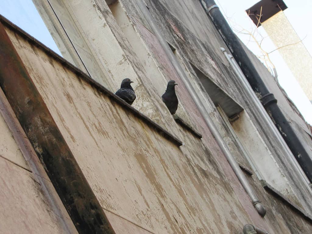 City birds