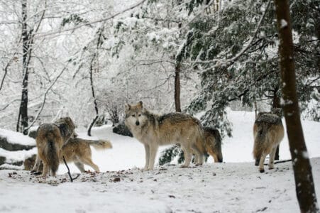 What Happens If a Wolf Crosses Paths With a Cougar in the Wild