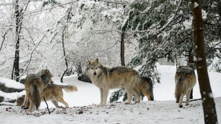 What Happens If a Wolf Crosses Paths With a Cougar in the Wild