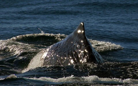 What Happens If a Whale Dies in the Ocean?