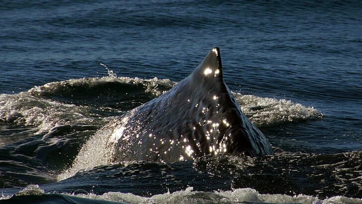 What Happens If a Whale Dies in the Ocean?