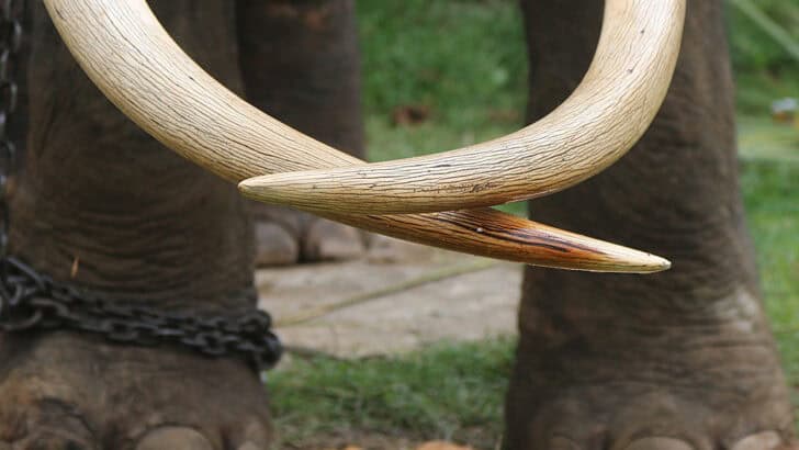 Why You Should Care About Poaching Laws in 2025