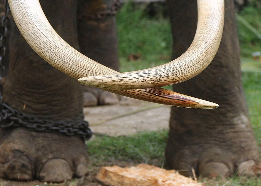 Elephant's tusk.