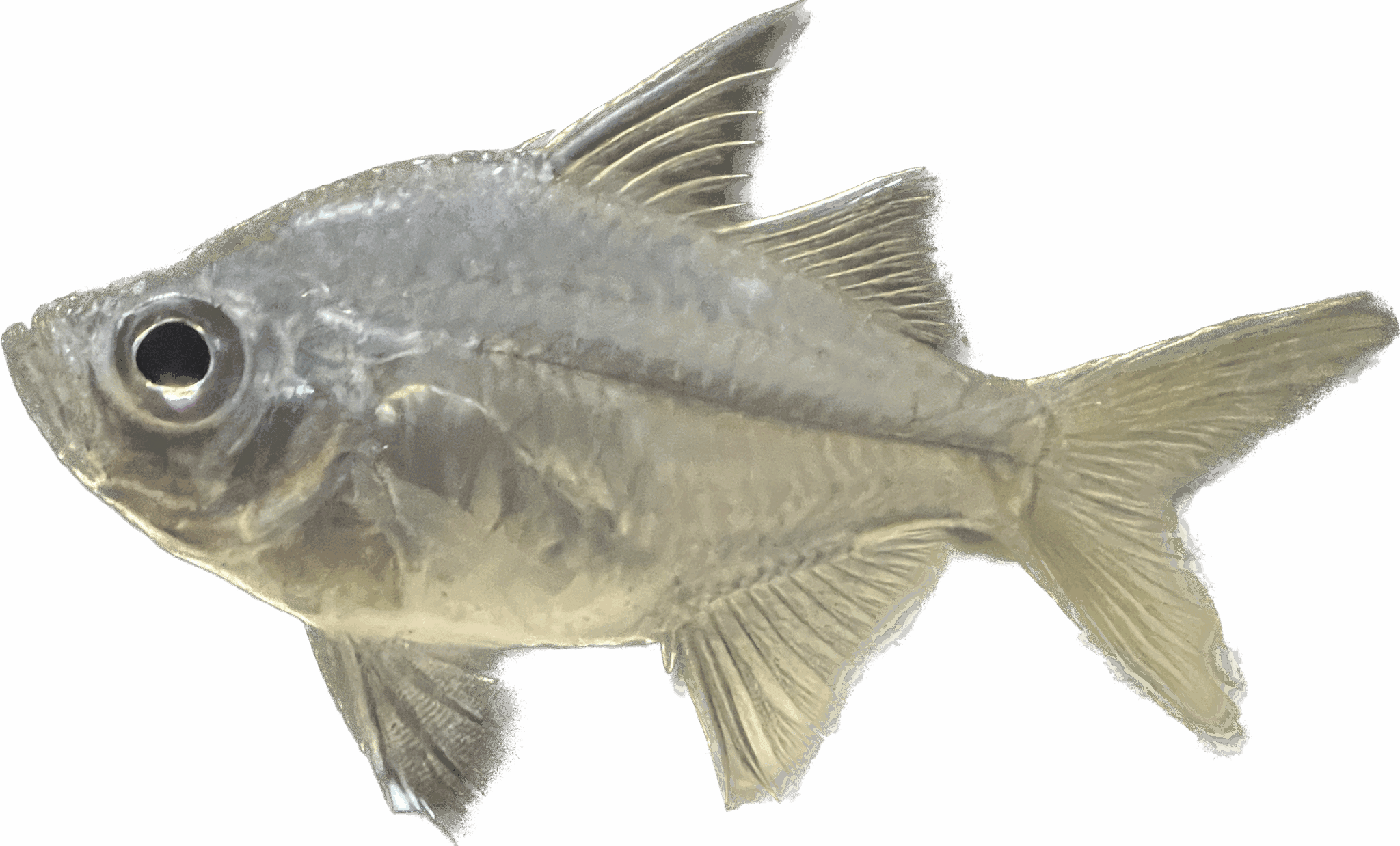 This Fish Has Transparent Skin - Animals Around The Globe