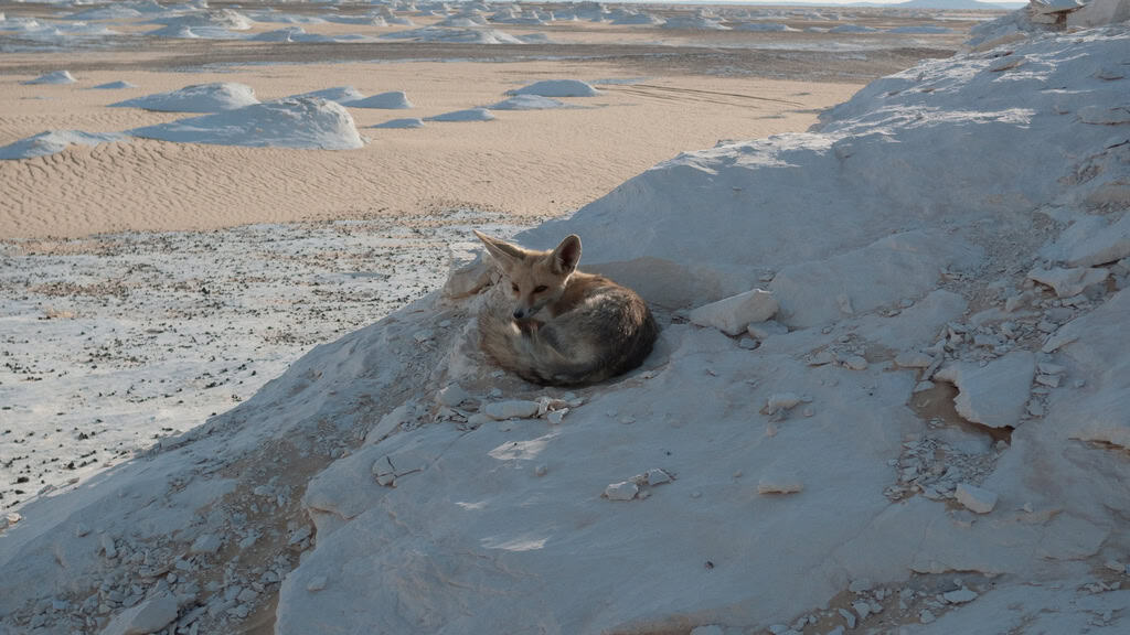 Rüppell's Fox