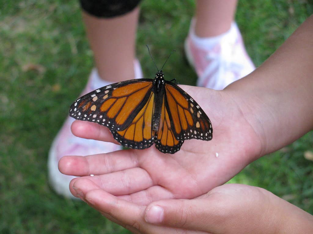 Butterfly