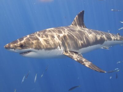Could Sharks Be Smarter Than We Think?