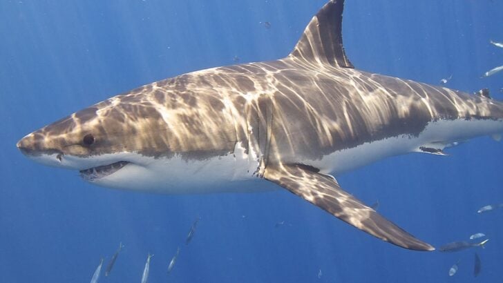 Could Sharks Be Smarter Than We Think?