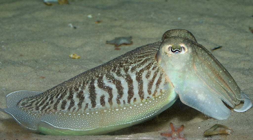 Cuttlefish