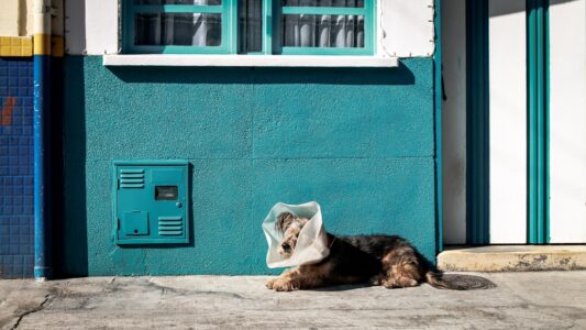 What to Do If Your Pet Eats Something Toxic