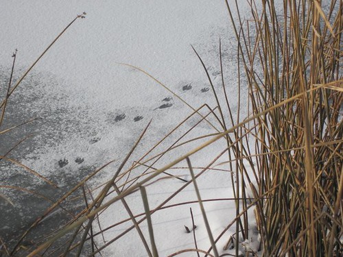 Animal tracks