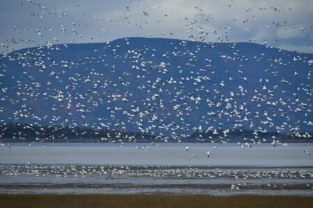 How Birds Navigate Without Maps