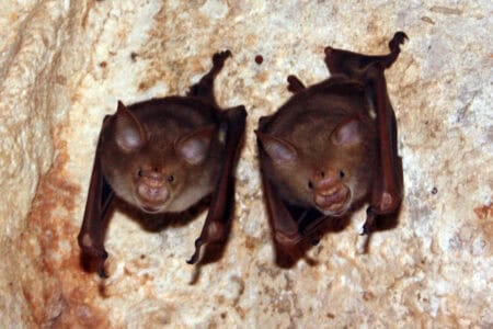 A New Species of Bat Was Just Found in Arizona