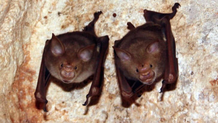 Scientists Discovered a Giant Bat Off the Coast of Oregon