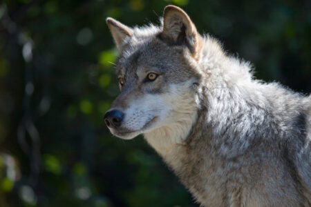 12 Forest Creatures That Disappeared From Parts of the U.S.