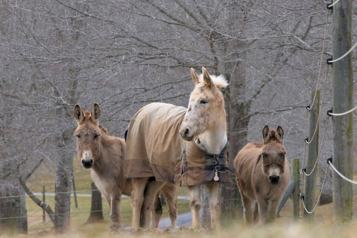 brown and white horses on gray concrete ground