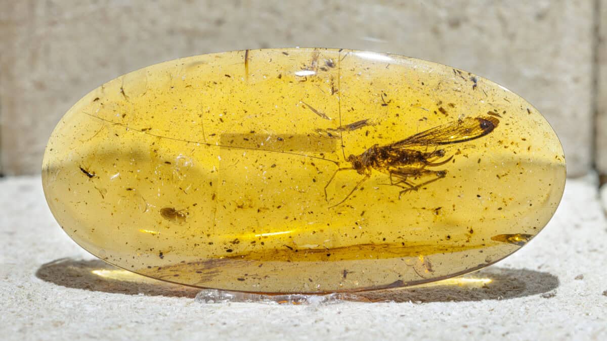 Burmese amber