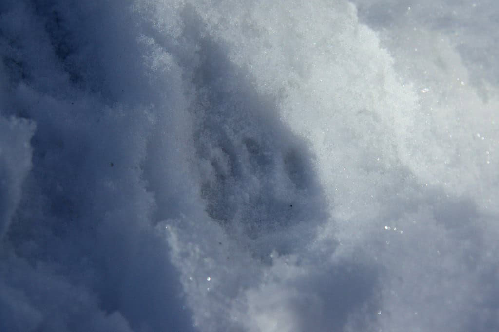 Animal tracks