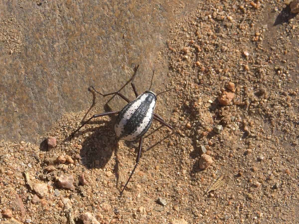 Stenocara beetle