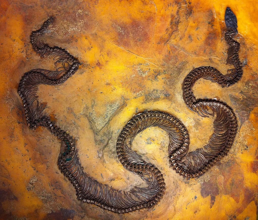 Snake fossil. 