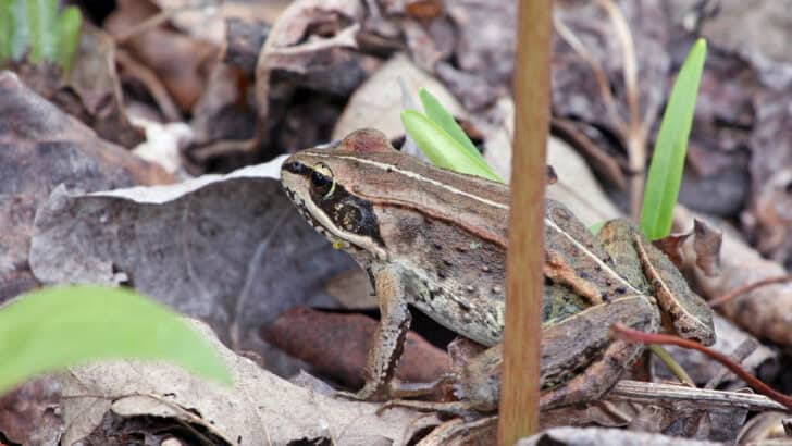 This Animal Can Survive Being Frozen for Weeks