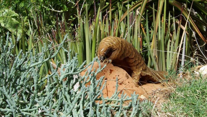 Why Pangolins Are the Most Trafficked Mammals on Earth