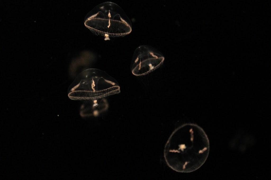 Jellyfish