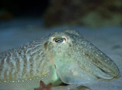 The Animal That Changes Shape