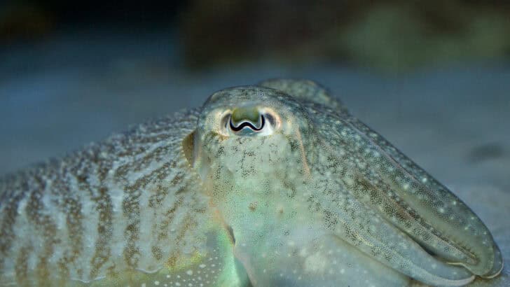 The Animal That Changes Shape
