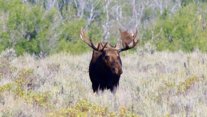 The Moose That Can Swim for Miles