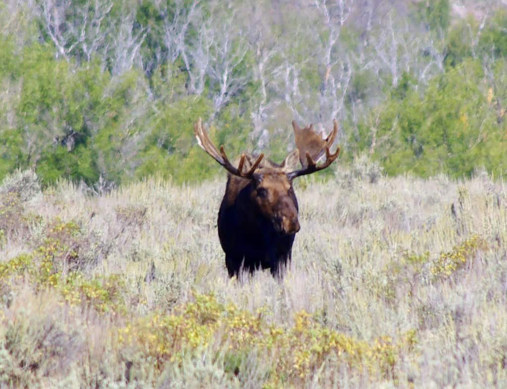 Moose