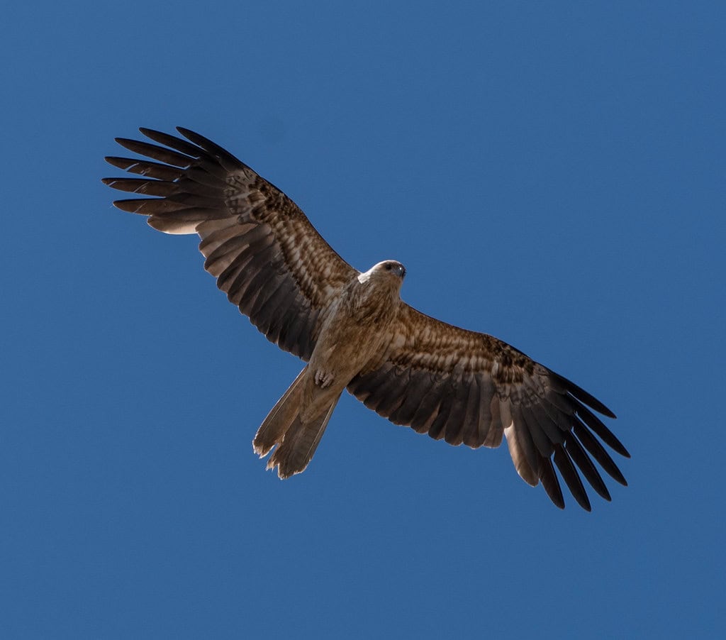whistling kite
