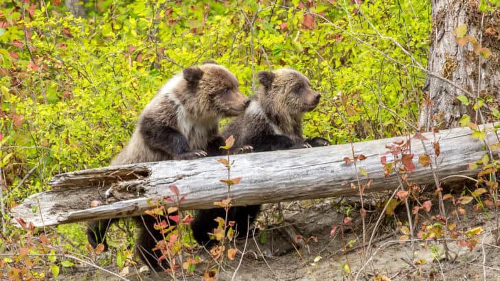 How Grizzly Bears Invented Fishing &ldquo;Schools&rdquo; for Cubs