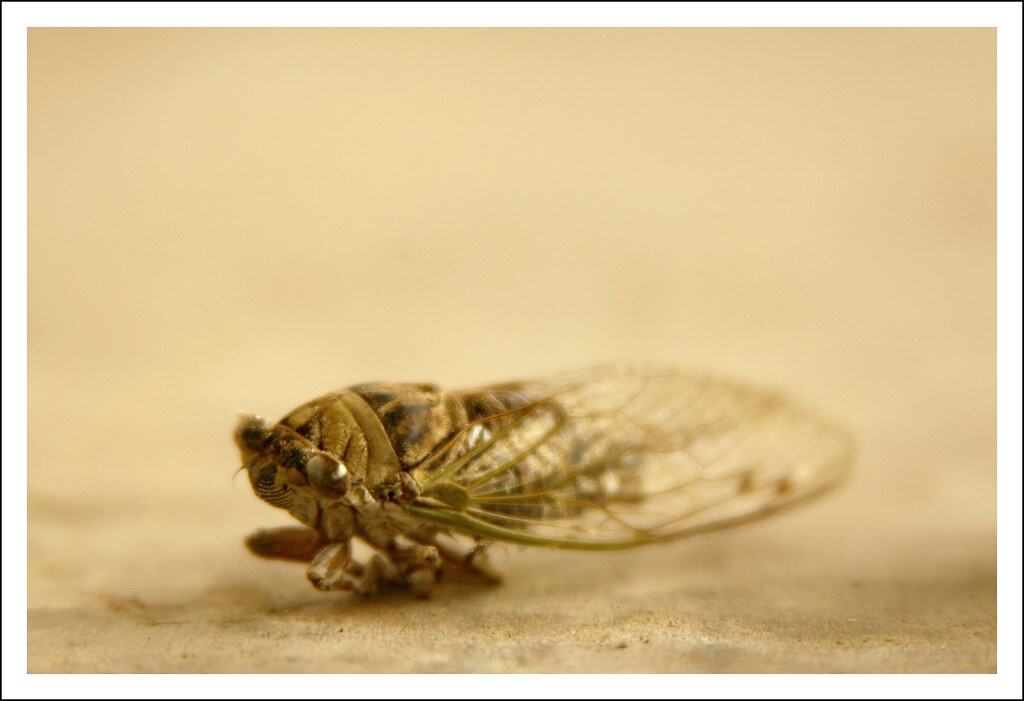 Cicada