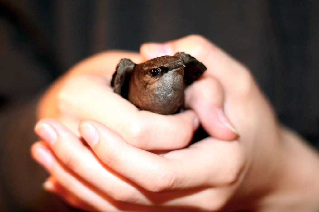 chimney swift