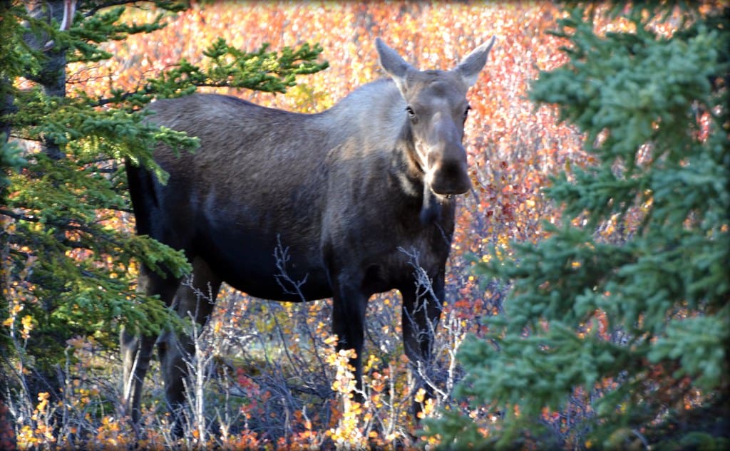 wildlife