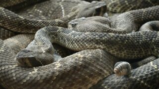A group of rattlesnakes compressed.