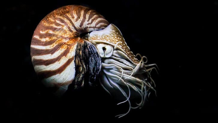 Sea Creatures That Lived Through the Last Extinction Event