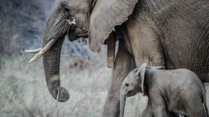 The Secret Language of Elephants Is Finally Being Decoded