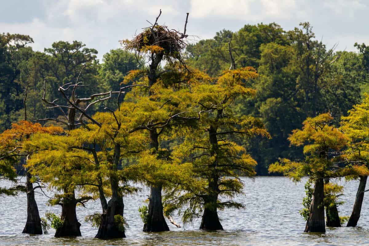 green trees beside body of water during daytime