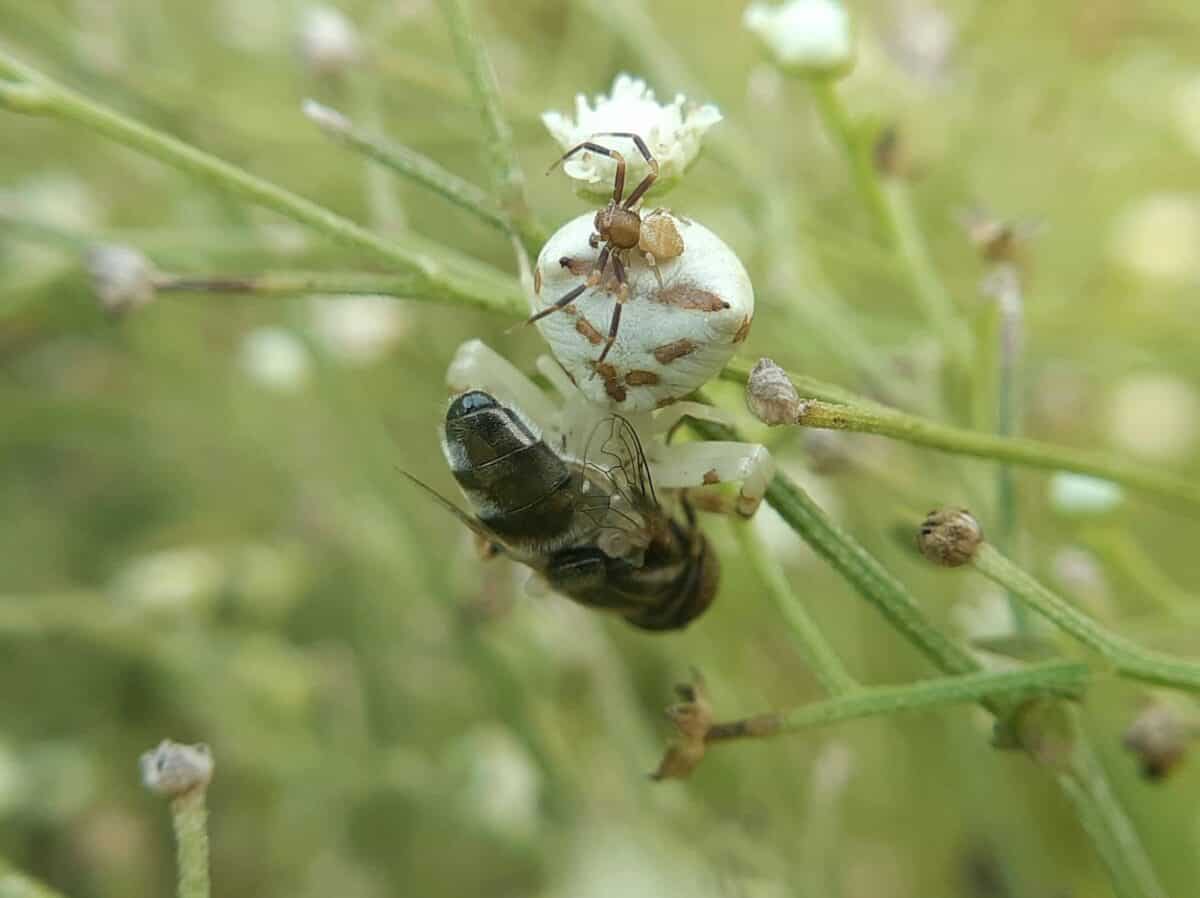 a close up of a bee on a flower