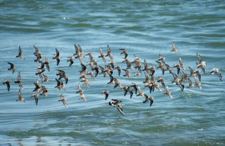 How Birds Navigate Thousands of Miles Without GPS