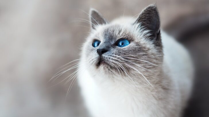 Could Your Cat Actually Understand Your Emotions?