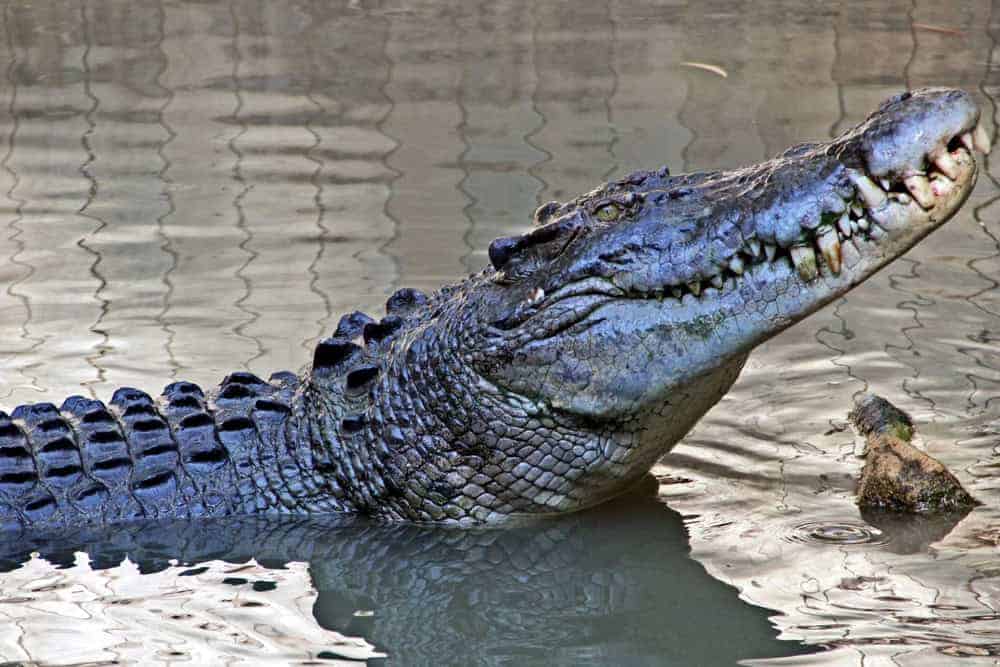 Saltwater Crocodile