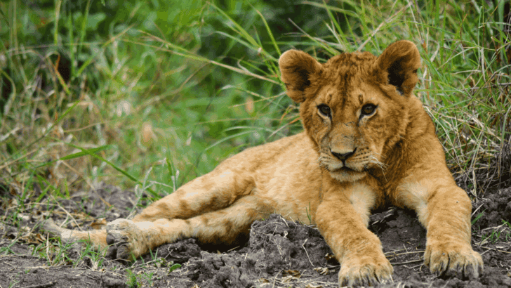 How Social Media is Fueling a Dangerous Lion Cub Trade